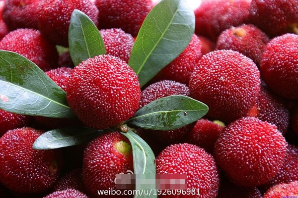Quả thanh mai được nhiều người tiêu dùng ưa chuộng bởi vị thanh mát và hình thức bắt mắt.