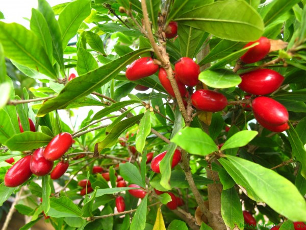 Cây thần kỳ đã được du nhập vào Việt Nam khoảng hơn 10 năm, tuy nhiên cây chỉ được dùng làm cảnh, cây thuốc và cây dinh dưỡng đơn thuần chứ chưa được nghiên cứu kỹ càng.