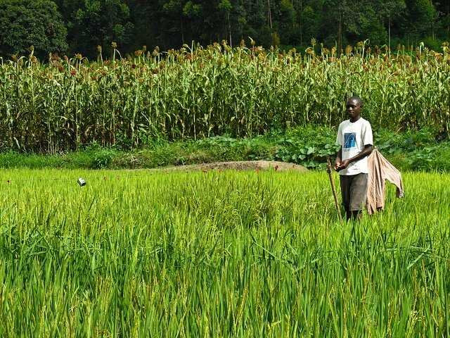 12. Rwanda: 90% dân số Rwanda vẫn làm việc trong nông nghiệp tự cung tự cấp hoặc chế biến nông sản, khoáng sản. Mặc dù đất nước này đã có những bước phát triển đáng kể nhưng 45% dân số vẫn sống dưới mức nghèo khổ.