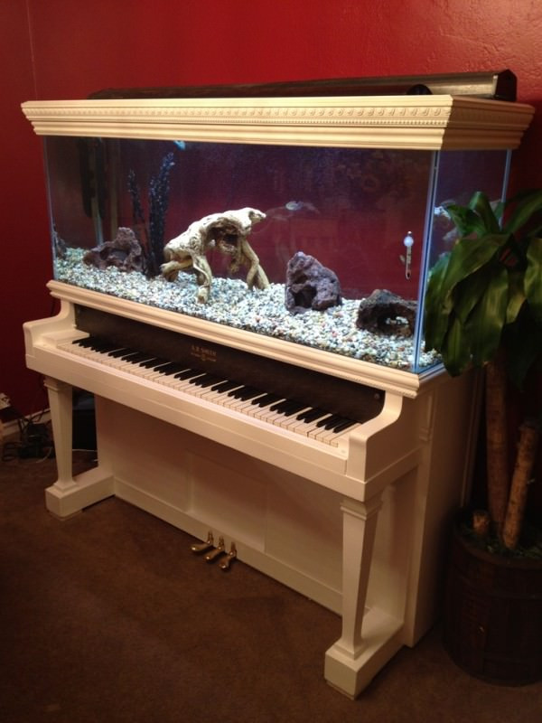 Bể cá nằm trên chiếc đàn piano.