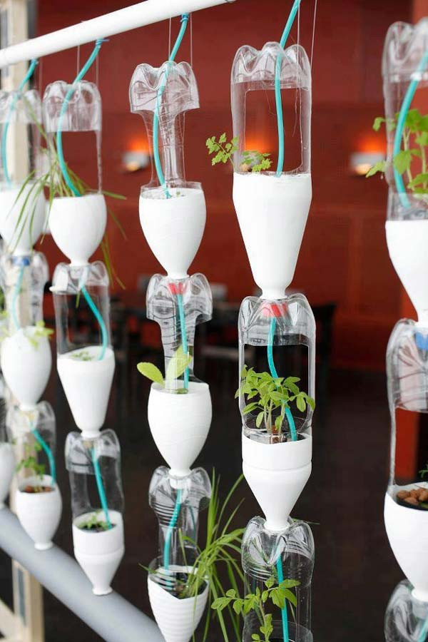Biến những chai nhựa thành chậu trồng cây trong nhà.