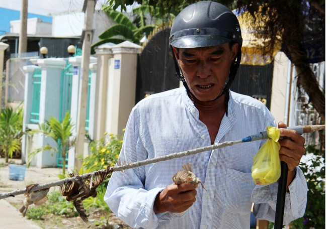 "Keo dính chặt hơn keo bẫy chuột, chim càng bay thì lông dính thêm vào cần bẫy càng nhiều", ông Châu nói.
