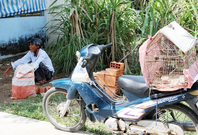 "Mỗi ngày tôi bẫy được hàng trăm con chim sẻ. Quán nhậu mua 10 con chim chỉ có 35.000 đồng, nên tôi thường bán cho những người mua phóng sinh với giá 5.000-10.000 đồng/con. Người nào cần mồi nhậu, chỉ cần gọi điện cho tôi, 10 phút là có chim làm sạch để nướng hoặc rô ti, nhưng phải mua 20 con mới giao tận nhà với giá trọn gói là 100.000 đồng", ông Châu cho biết.