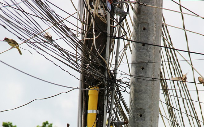 Ở miền Tây có nhiều thợ săn chim sẻ mỗi ngày để bán cho quán nhậu và những người mua chim phóng sinh trước cổng chùa. Ngoài cành cây, chim sẻ thường đậu thành đàn trên dây điện.