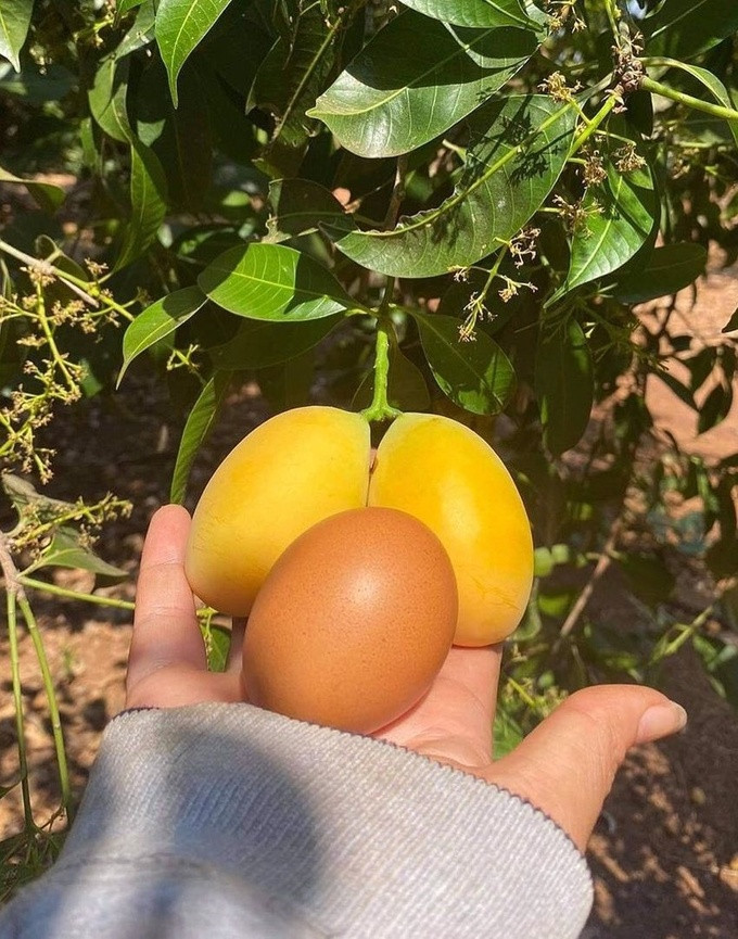 Kích cỡ quả thanh trà tương đương với quả trứng gà, nằm nhỏ gọn trong lòng bàn tay. Phần thịt ở bên trong mọng nước, thế nhưng hạt to nên cùi không được nhiều.
