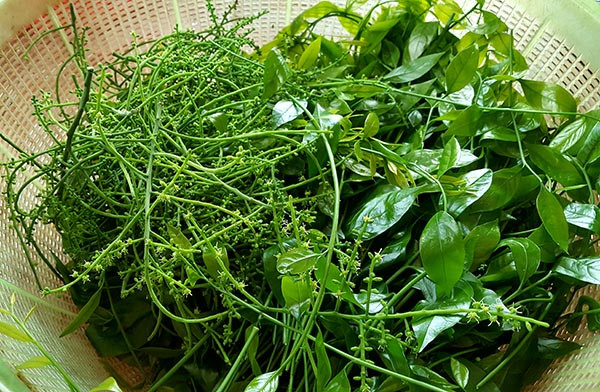 Rau ngót rừng: Rau ngót rừng hay còn được gọi là rau sắng thường có vào khoảng đầu mùa hè. Hình ảnh của rau ngót rừng và vị tương đối giống với rau ngót nhưng lá dài và mảnh hơn, vị đậm đà hơn rau ngót trồng rất nhiều.
