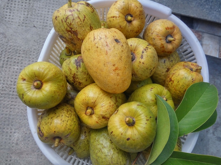 Bình bát còn có tên gọi là na nước hay trái nê, thường mọc dại ven nhiều kênh rạch, sông nước ở khu vực miền Nam. Trước đây bình bát được trồng rất nhiều, là loại quả gắn liền với tuổi thơ của không ít người, thế nhưng ngày nay muốn kiếm quả này cũng không phải dễ.
