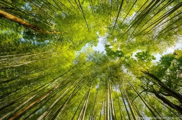 Rừng tre Sagano với những thân cây tre xanh mướt cao chót vót đung đưa trong gió, va chạm vào nhau tạo nên tiếng kêu cót két và hòa cùng tiếng lá cây xào xạc vô cùng độc đáo.
