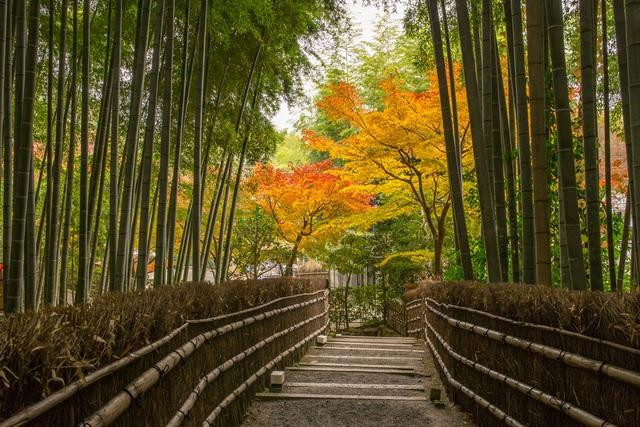 Rừng tre này là một địa điểm hoàn hảo cho việc lưu lại kỷ niệm trong chuyến tham quan Kyoto. Màu xanh bất tận của những cây tre tạo nên phông nền tuyệt vời để du khách chụp ảnh.