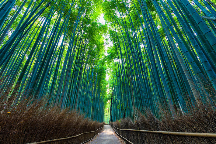 Rừng tre Arashiyama là địa điểm thu hút nhiều du khách trong nước và nước ngoài của Nhật Bản mỗi năm.