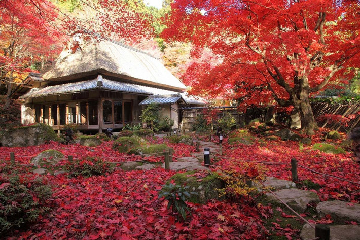 Ngôi đền cổ Kyorinbo do Hoàng tử Shotoku xây dựng, nép mình dưới chân một ngọn núi nhỏ ở Azuchi-cho, Omihachiman, tỉnh Shiga, là một trong những điểm đến nổi tiếng vào mùa thu ở Nhật Bản.