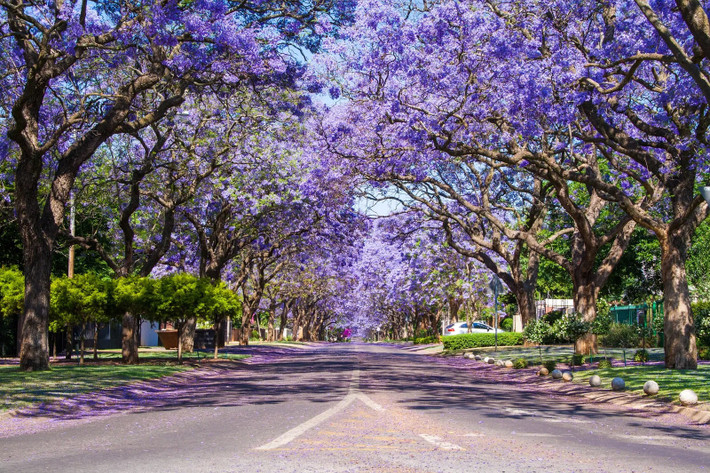 Con đường phủ đầy phượng tím ở Pretoria, Nam Phi: Du lịch Nam Phi vào thời điểm cuối tháng 9 đến tháng 11, bạn sẽ có cơ hội sải bước trên con đường rợp bóng cây jacaranda (phượng tím) nở hoa đẹp tuyệt đẹp.