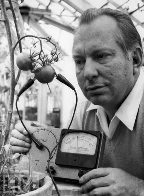 Nhà văn, nhà khoa học viễn tưởng người Mỹ Ron Hubbard đã khiến công chúng không khỏi kinh ngạc khi giới thiệu chiếc điện kế Hubbard để xác định xem sự đau đớn của quả cà chua.