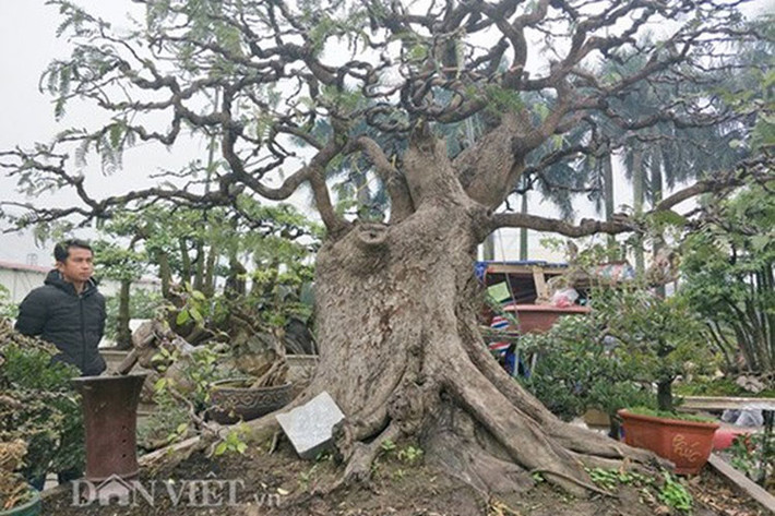Còn cây me này của một chủ vườn ở Đồng Nai đang thu hút nhiều khách tới tham quan và hỏi mua. (Ảnh: Danviet)