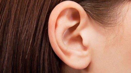Sự thật bất ngờ là tai là bộ phận duy nhất trên khuôn mặt vẫn tiếp tục phát triển trong suốt cuộc đời. Do vậy, một số người lớn tuổi có đôi tai rất to.