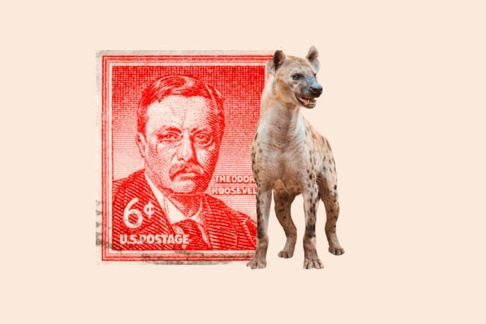 Tổng thống Mỹ Theodore Roosevelt nổi tiếng với việc nuôi nhiều thú cưng độc lạ bao gồm: linh cẩu, một con lửng, gà trống có một chân.