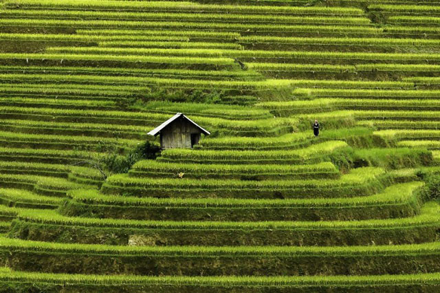Ruộng bậc thang ở Mù Cang Chải.