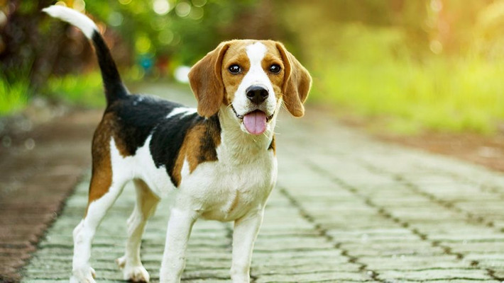 Lý do được người dân Anh đưa ra là khi phủ một lớp phân chó lên những tấm da thuộc, chúng sẽ nhanh mềm, khô và có khả năng khử sạch mùi hôi trên da.