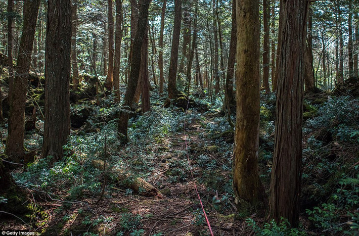Thống kê tỷ lệ tự sát tại Aokigahara thường dao động bởi rừng quá rậm rạp. Nhiều thi thể không được tìm thấy trong nhiều năm trời, thậm chí mất tích mãi mãi. Tuy nhiên, theo ước tính, khoảng 100 người đã tự tử ở đây mỗi năm.