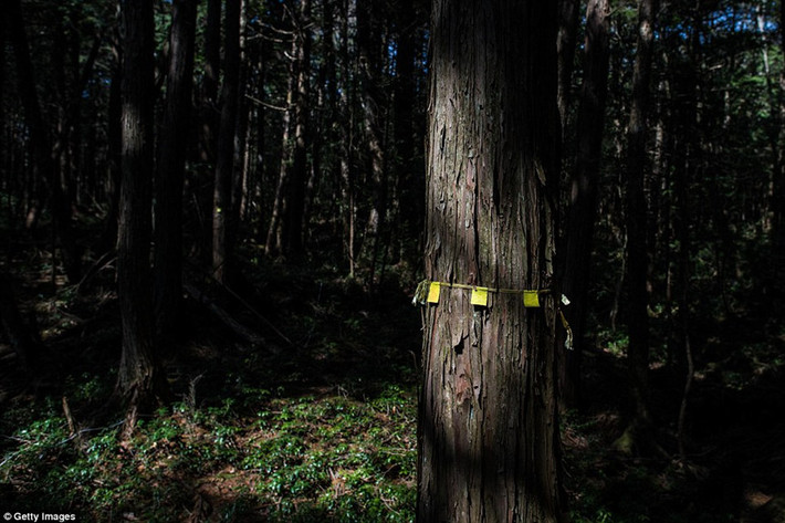Bên trong Aokigahara chứa đầy vật dụng cá nhân của những người đã khuất, từ những đôi giày đến dây treo cổ. Một số người vẫn do dự với quyết định tự sát thường buộc những dải ruy băng vào thân cây để đánh dấu đường về.