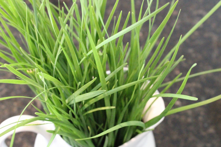 Chính vì vậy, trước mỗi cuộc chiến, các chiến binh, võ sĩ thường ăn hẹ để tăng cường sức mạnh. Không những vậy, người ta còn cho ngựa đua ăn cây hẹ trước các cuộc so tài để chúng khỏe hơn, dễ dàng dành chiến thắng.