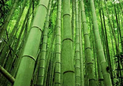 Ban đầu, người binh sĩ may mắn sống sót không thể nhớ bất cứ chuyện gì đã xảy ra trong Thung lũng Tre Đen. Tuy nhiên, về sau, người lính này nhớ ra và kể rằng khi vào Thung lũng Tre Đen, 3 người lính lúc nào cũng đi sát nhau.