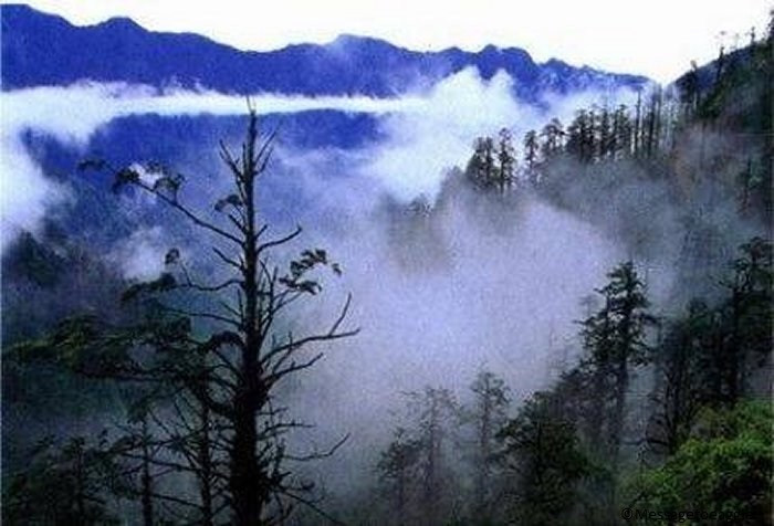 Thung lũng Tre Đen nằm cách núi Nga Mi khoảng 100 km về phía Tây Nam tỉnh Tứ Xuyên. Với diện tích 180 km2, Thung Lũng Tre Đen là nơi sinh sống của nhiều loài động thực vật quý hiếm.
