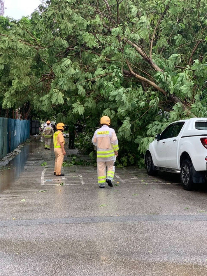 Một cây xanh khác cũng lấp hết đường đi.
