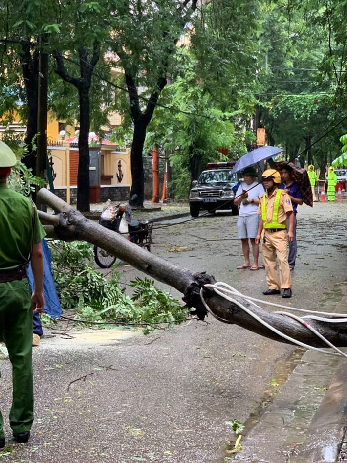 Một cây xanh đổ ngang đường, lực lượng chức năng phải nhanh chóng cắt dọn.