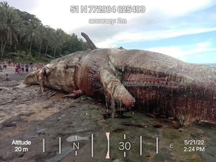 Giám đốc điều hành khu vực Davao của DENR, ông Bagani Fidel A. Evasco đã ra lệnh phong tỏa địa điểm tìm thấy xác cá nhà táng.