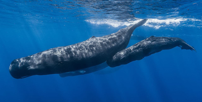 Sách đỏ về các loài bị đe dọa của IUCN liệt kê cá nhà táng là loài dễ bị tổn thương và có nguy cơ tuyệt chủng cao trong tự nhiên. Tại Mỹ, chúng được liệt kê là có nguy cơ tuyệt chủng.