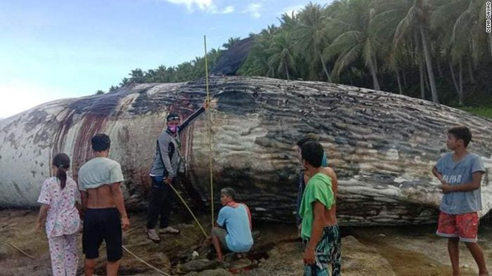 Vào ngày 21/5, 2 ngư dân phát hiện xác một con cá nhà táng trôi dạt vào bờ biển Sitio Sakalig, Barangay Sugal, thị trấn Jose Abad Santos, vùng Davao, Philippines. Theo các chuyên gia, con cá nhà táng này có nhiều vết thương trên cơ thể và rất có thể đã chết trước khi dạt khi vào bờ.