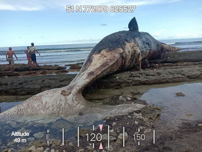 Bộ Môi trường và Tài nguyên (DENR) Philippines cho biết con cá nhà táng mới dạt vào bờ biển có chiều dài 18,29m, chỗ rộng nhất trên cơ thể là 2,74m.