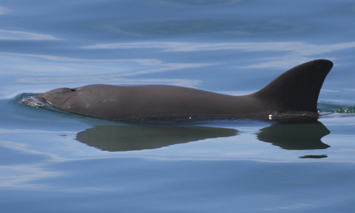 Tuổi thọ trung bình của cá heo vaquita là khoảng 21 tuổi.