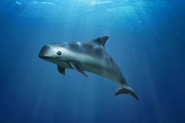 Đồng thời các chuyên gia tiến hành các nghiên cứu nhằm giúp số lượng cá heo vaquita tăng lên.