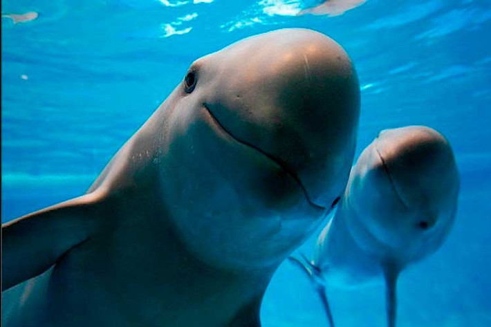 Mỗi con cá heo vaquita có chiều dài cơ thể khoảng 1,2 - 1,5m và nặng khoảng 50 kg.