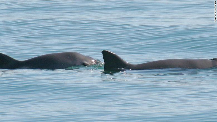 Cá heo vaquita (tên khoa học là Phocoena sinus) là loài động vật biển có vú nhỏ nhất thế giới. Các nhà khoa học phát hiện loài cá heo này vào những năm 1950.