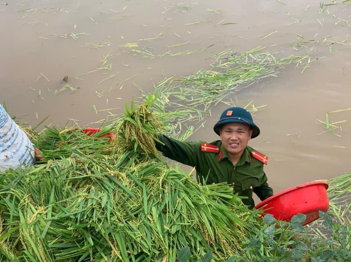 Nhiều diện tích lúa bị ngập đến ngang lưng cán bộ chiến sỹ.
