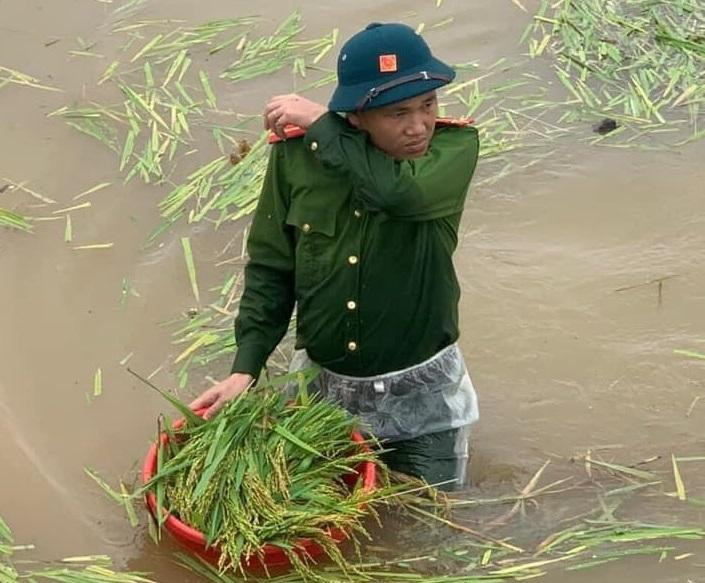 Công an xã Lại Thượng phối hợp với Đoàn Thanh niên xã và các đơn vị khẩn trương xuống đồng cùng nhân dân cứu lúa.