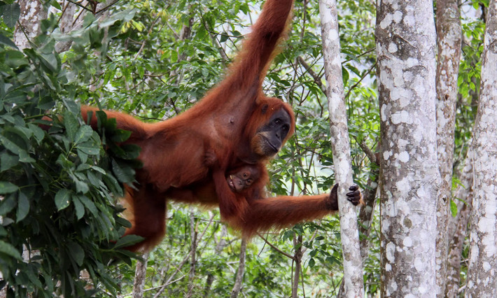 Hai mẹ con đười ươi Sumatra tại Vườn quốc gia Mount Leuser ở Sumatra, Indonesia. Sự tồn tại của đười ươi Sumatra - một trong 11 loài động vật có vú quý hiếm nhất và được bảo vệ bởi luật động vật hoang dã của Indonesia từ năm 1931 - hiện đang bị đe dọa bởi các vấn đề môi trường do con người gây ra như nạn phá rừng. (Ảnh: Anadolu Agency/Getty Images)