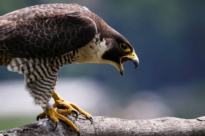 Một con chim ưng Peregrine cất tiếng kêu khi đang đậu trên một cành cây phía trên Vách đá Palisades thuộc dãy Alpine ở bang New Jersey, Mỹ. (Ảnh: Reuters)
