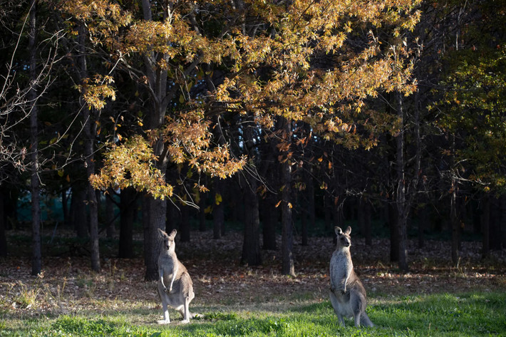 Những con chuột túi (kangaroo) trong Công viên Weston ở ngoại ô thành phố Canberra của Australia. (Ảnh: The Guardian)
