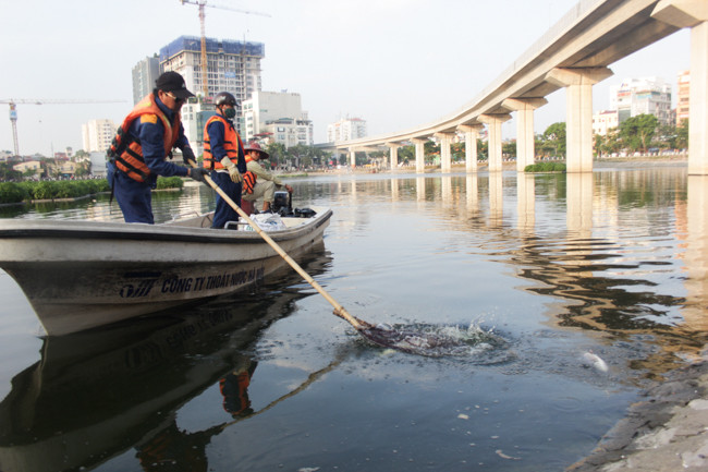 Vào khoảng 17h30 chiều nay (29.5), theo quan sát của PV Dân Việt tại hồ Hoàng Cầu, những công nhân môi trường của công ty thoát nước Hà Nội vẫn tiếp tục công việc vớt cá chết dưới mặt hồ.