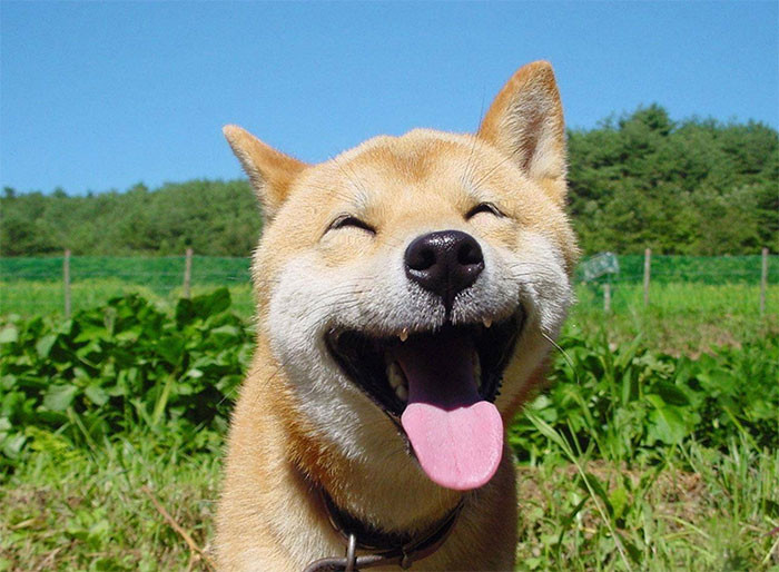 Bất cứ ai nhìn vào khuôn mặt tươi cười của chú chó Shiba Inu này cũng đều trở nên vui vẻ, yêu đời hơn rất nhiều.
