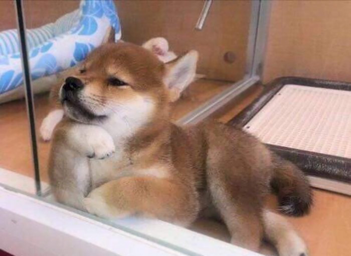 Ngay từ bé, thần thái của chú chó Shiba Inu này đã không thể đùa được.