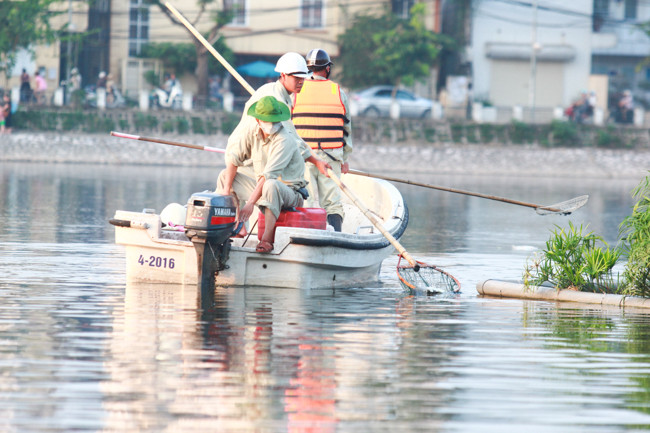 Có 6 công nhân trên hai chiếc ca nô thực hiện vớt cá chết tại hồ Hoàng Cầu.