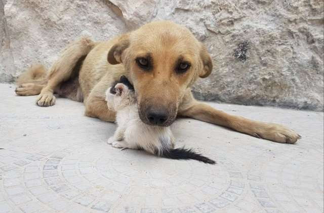 Amira là một con chó lang thang sống gần trung tâm cứu trợ mèo Il Gattaro d'Aleppo, một khu cứu trợ mèo cơ nhỡ nổi tiếng ở Syria. Người sáng lập trung tâm, Mohammad Alaa Jaleel (thường gọi là Alaa) khi phát hiện Amira mang thai, đã làm hết sức để chăm sóc cho cô chó cơ nhỡ này.