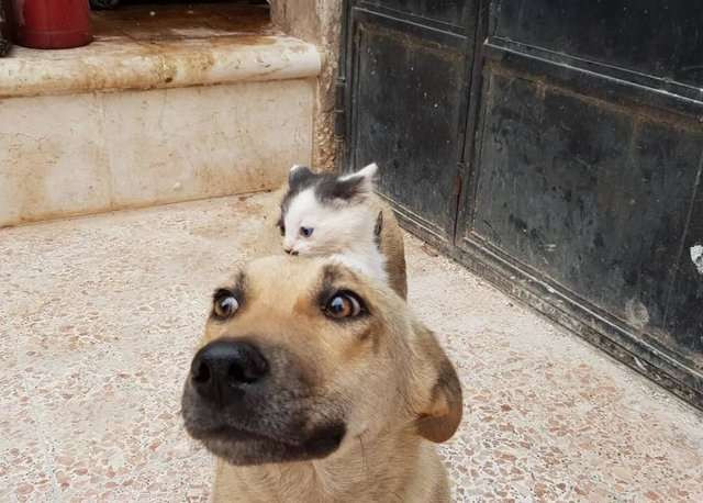 Chúng cùng ăn, cùng chơi, cùng ngủ và cùng chia sẻ những giây phút ngọt ngào, vui vẻ với nhau.