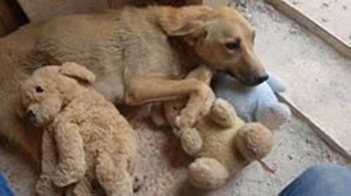 Alaa để Amira ngủ trong một khu vực riêng biệt, hy vọng khi sinh con, Amira sẽ thoải mái hơn một chút. Thế nhưng sau khi cô chó lang thang sinh con, không một con chó con nào sống.