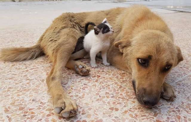 Alaa tìm thấy mèo con Junior đang sống lang thang trên đường phố và đưa về trung tâm để chăm sóc. Khi đến trung tâm, Junior đã bắt gặp Amira, hay nằm quắp chặt lấy gấu bông ở quanh lối vào.